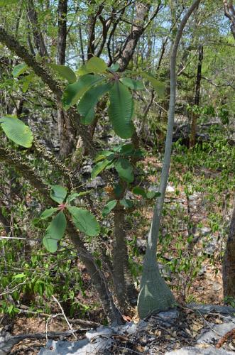 Euphorbia-perrieri-Adenia-sp-Tsingy-de-Namoroka-GPS249-Mad-2015 1286