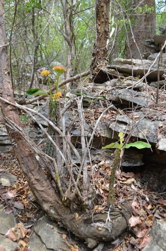 Euphorbia-perrieri-Euphorbia-viguieri-Tsingy-de-Namoroka-GPS249-Mad-2015 1363