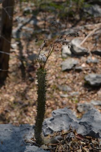 Euphorbia-perrieri-Tsingy-de-Namoroka-GPS249-Mad-2015 1254