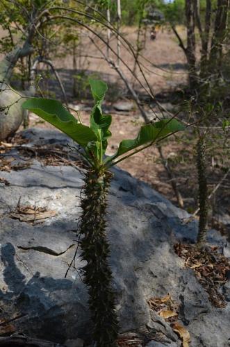 Euphorbia-perrieri-Tsingy-de-Namoroka-GPS249-Mad-2015 1256