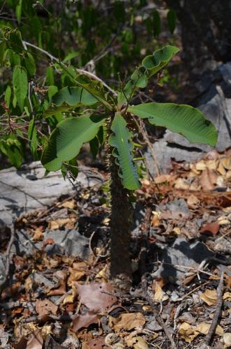 Euphorbia-perrieri-Tsingy-de-Namoroka-GPS249-Mad-2015 1289