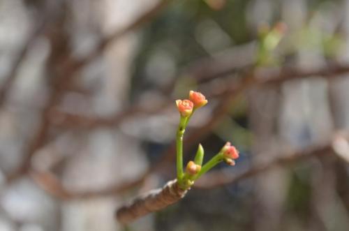 Euphorbia-shrubby-PV2818-Mt-des-Francais-Diego-Suarez-Mad-2015 0458