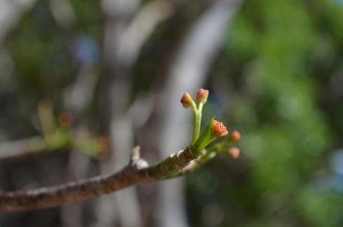 Euphorbia-shrubby-PV2818-Mt-des-Francais-Diego-Suarez-Mad-2015 0460