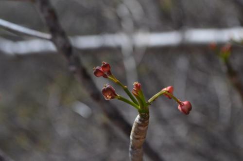 Euphorbia-shrubby-PV2818-Mt-des-Francais-Diego-Suarez-Mad-2015 0461