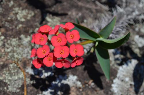 Euphorbia-sp-PV2839-Mahatsinjo-GPSEU3-Mad-2015 1711