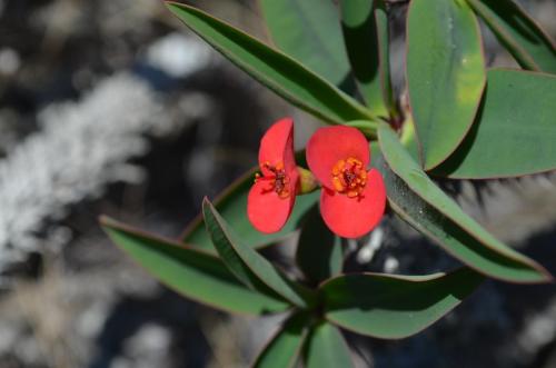 Euphorbia-sp-PV2839-Mahatsinjo-GPSEU3-Mad-2015 1721