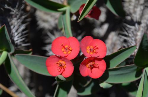 Euphorbia-sp-PV2839-Mahatsinjo-GPSEU3-Mad-2015 1729