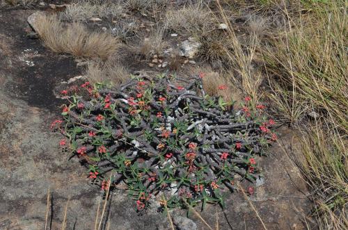 Euphorbia-sp-PV2839-Mahatsinjo-GPSEU3-Mad-2015 1738