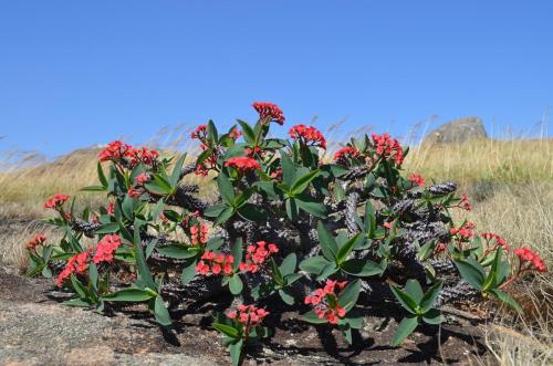 Euphorbia-sp-PV2839-Mahatsinjo-GPSEU3-Mad-2015 1743