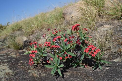 Euphorbia-sp-PV2839-Mahatsinjo-GPSEU3-Mad-2015 1750