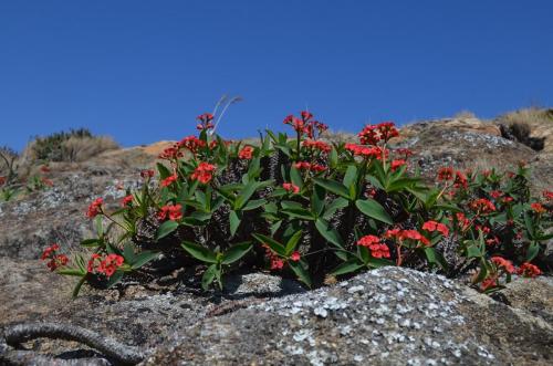 Euphorbia-sp-PV2839-Mahatsinjo-GPSEU3-Mad-2015 1760