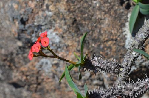 Euphorbia-sp-PV2839-Mahatsinjo-GPSEU3-Mad-2015 1762