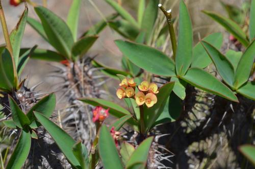 Euphorbia-sp-PV2839-Mahatsinjo-GPSEU3-Mad-2015 1763