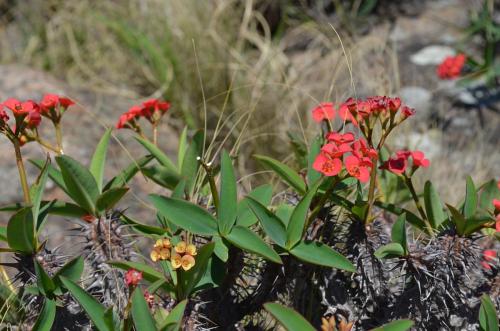 Euphorbia-sp-PV2839-Mahatsinjo-GPSEU3-Mad-2015 1764