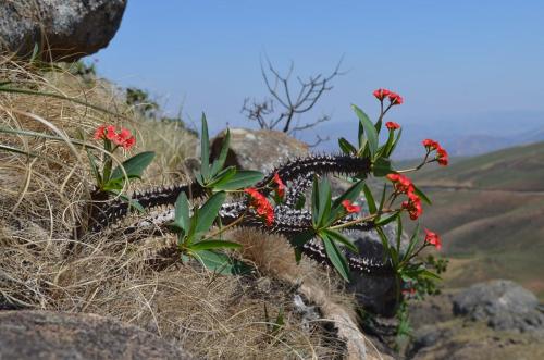 Euphorbia-sp-PV2839-Mahatsinjo-GPSEU3-Mad-2015 1767