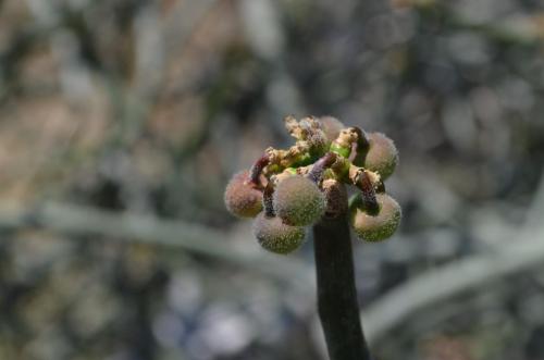 Euphorbia-sp-Tsingy-de-Namoroka-GPS249-Mad-2015 1342