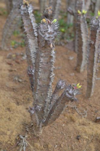 Euphorbia-sp-nova-aff-iharanae-Maromokotra-Razafindratsira-nursery-Mad-2015 0228