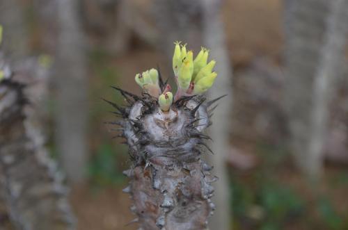 Euphorbia-sp-nova-aff-iharanae-Maromokotra-Razafindratsira-nursery-Mad-2015 0229