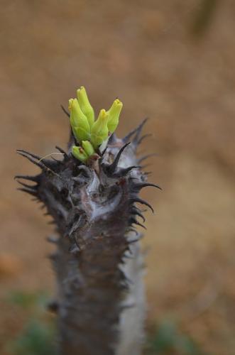 Euphorbia-sp-nova-aff-iharanae-Maromokotra-Razafindratsira-nursery-Mad-2015 0231