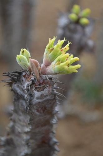 Euphorbia-sp-nova-aff-iharanae-Maromokotra-Razafindratsira-nursery-Mad-2015 0232