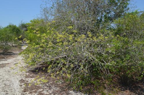 Euphorbia-sp-tree-Baly-Bay-Mad-2015 1554