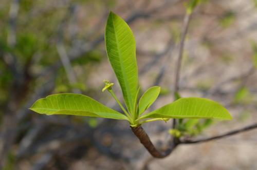 Euphorbia-sp-tree-Baly-Bay-Mad-2015 1561