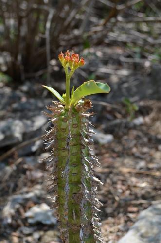 Euphorbia-viguieri-Tsingy-de-Namoroka-GPS249-Mad-2015 1335