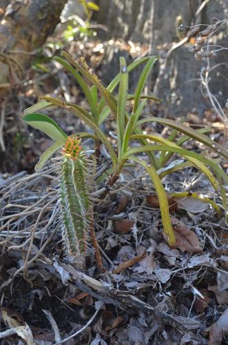 Euphorbia-viguieri-a-Angrecum-Tsingy-de-Namoroka-Little-Tsingy-GPS252-Mad-2015 1469