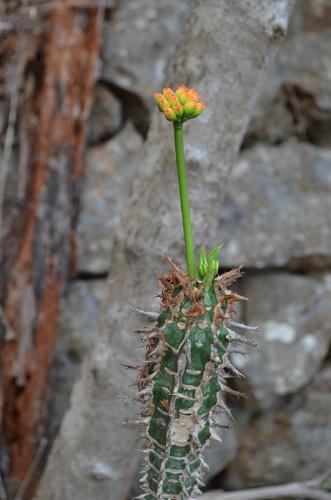 Euphorbia-viguieri-v-capuroni-Mt-des-Francais-Diego-Suarez-Mad-2015 0451