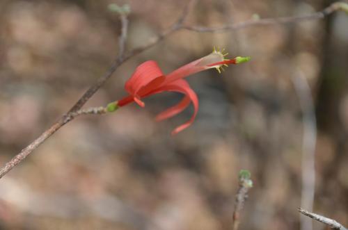 Hibiscus-sp-Tsingy-de-Namoroka-GPS249-Mad-2015 1328