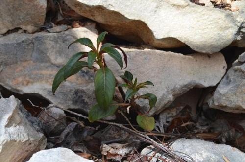 Impatiens-tuberosa-Mt-des-Francais-Diego-Suarez-Mad-2015 0467