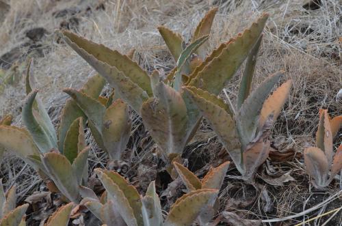 Kalanchoe-kat6809-Befandriana-zapadne-GPS239-Mad-2015 0810