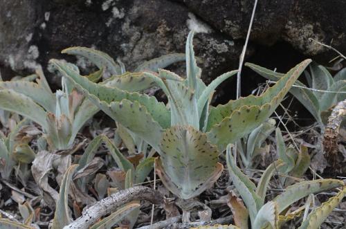 Kalanchoe-kat6809-Befandriana-zapadne-GPS239-Mad-2015 0813