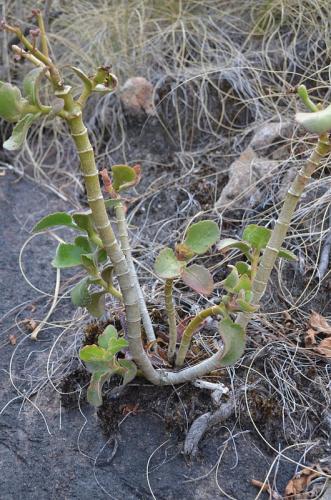 Kalanchoe-sp-Antanetibe-GPS231-Mad-2015 0021