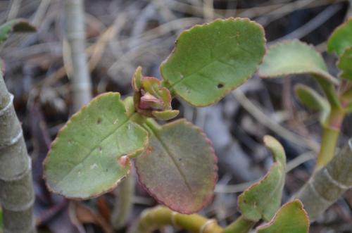 Kalanchoe-sp-Antanetibe-GPS231-Mad-2015 0022