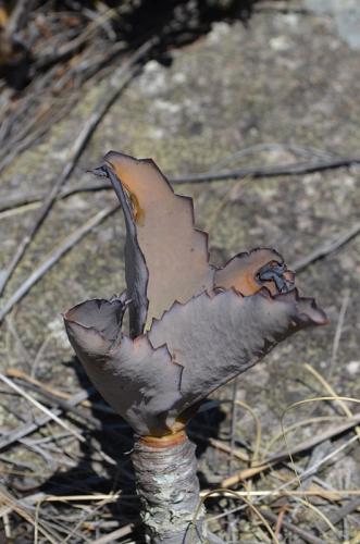 Kalanchoe-synsepala-Mahatsinjo-jizne-GPSDESIF-Mad-2015 1793