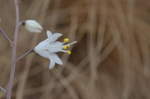 Ornithogalum-kat6821-Befandriana-zapadne-GPS239-Mad-2015 0746