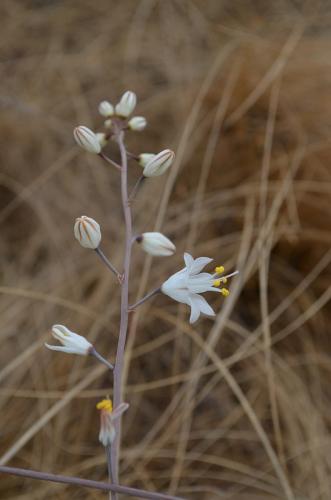 Ornithogalum-kat6821-Befandriana-zapadne-GPS239-Mad-2015 0748