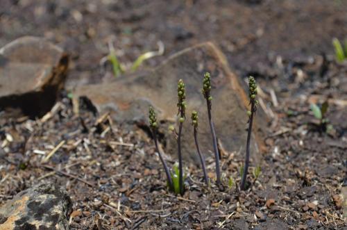 Ornithogalum-sp-kat6800-Ambarijeby-GPS244-a-245-Mad-2015 1045