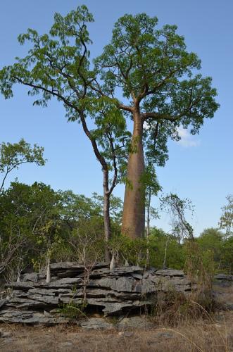 Pachypodium-ambongense-PV2830-Adansonia-za-Tsingy-de-Namoroka-GPS251-Mad-2015 1483