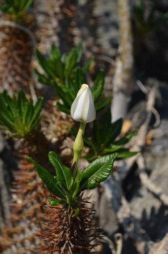 Pachypodium-ambongense-PV2830-Tsingy-de-Namoroka-GPS249-Mad-2015 1216