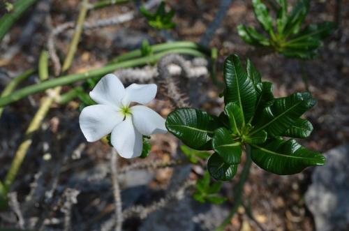 Pachypodium-ambongense-PV2830-Tsingy-de-Namoroka-GPS249-Mad-2015 1223