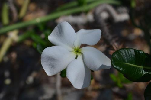 Pachypodium-ambongense-PV2830-Tsingy-de-Namoroka-GPS249-Mad-2015 1225