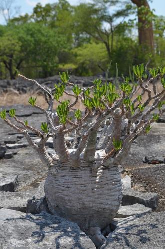 Pachypodium-ambongense-PV2830-Tsingy-de-Namoroka-GPS249-Mad-2015 1395