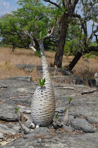 Pachypodium-ambongense-PV2830-Tsingy-de-Namoroka-GPS249-Mad-2015 1431