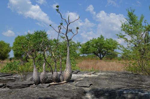 Pachypodium-ambongense-PV2830-Tsingy-de-Namoroka-GPS249-Mad-2015 1435