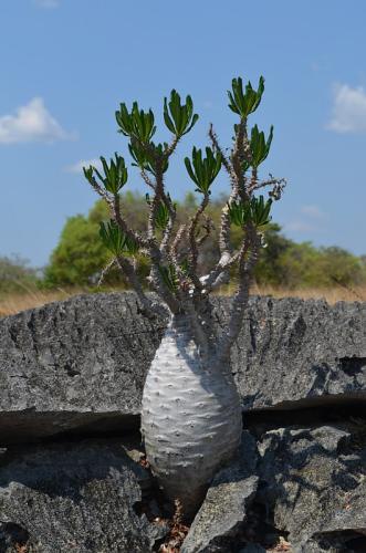 Pachypodium-ambongense-PV2830-Tsingy-de-Namoroka-GPS249-Mad-2015 1438