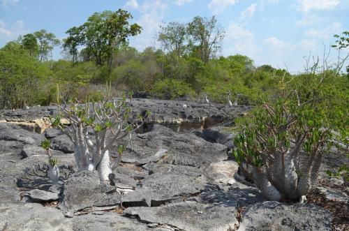 Pachypodium-ambongense-PV2830-Tsingy-de-Namoroka-GPS249-Mad-2015 1446