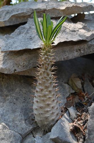 Pachypodium-ambongense-PV2830-Tsingy-de-Namoroka-GPS250-Mad-2015 1352