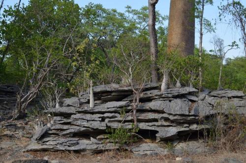 Pachypodium-ambongense-PV2830-Tsingy-de-Namoroka-GPS251-Mad-2015 1484